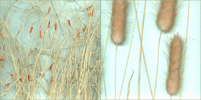 Rośliny zatopione w panelu akrylowo-żywicowym