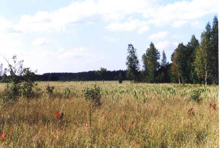 Torfowisko w Dolinie Rospudy