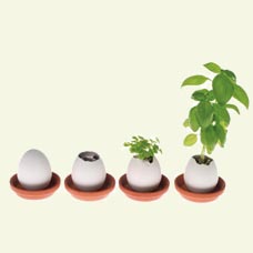 Roślinka w ceramicznym jajku