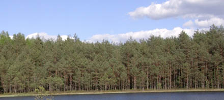 Świerkowy las nad brzegiem jeziora, nad nim błękitne niebo