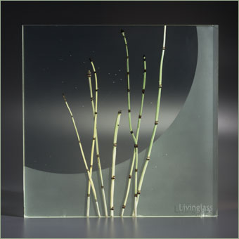 Rośliny zatopione w panelu akrylowo-żywicowym