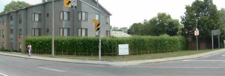 Zielona ściana żywopłotu