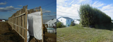 Zielona ściana żywopłotu